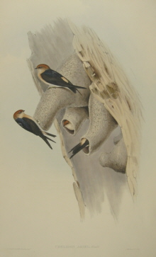 John Gould Birds of Australia